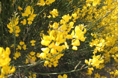İspanya 'daki Castilla Leon tarlalarında çiçek açan sarı çalılar.