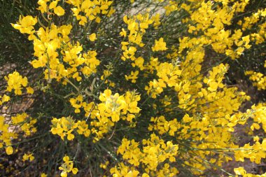 İspanya 'daki Castilla Leon tarlalarında çiçek açan sarı çalılar.