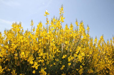 İspanya 'daki Castilla Leon tarlalarında çiçek açan sarı çalılar.