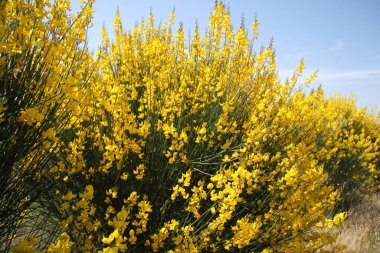 İspanya 'daki Castilla Leon tarlalarında çiçek açan sarı çalılar.