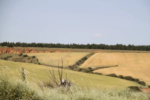 Haziran ayı ortasında İspanya 'da Castilla Leon' un kırsal alanlarının manzarası