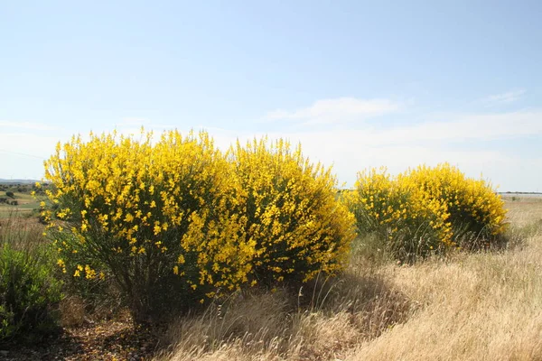İspanya 'daki Castilla Leon tarlalarında çiçek açan sarı çalılar.