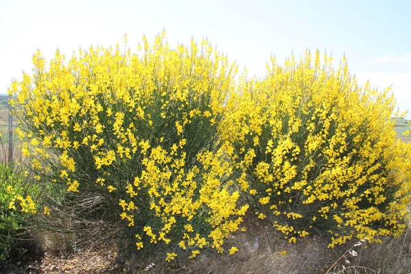 Yellow Bushes Bloom Fields Castilla Leon Spain — Stock Fotó