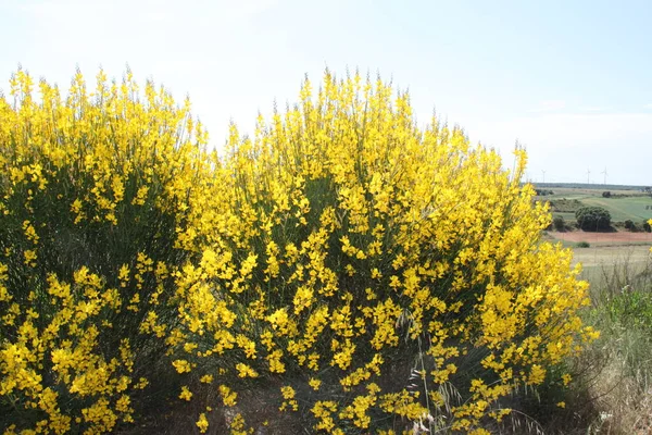 Κίτρινοι Θάμνοι Ανθίζουν Στα Χωράφια Της Καστίλης Λεόν Στην Ισπανία — Φωτογραφία Αρχείου