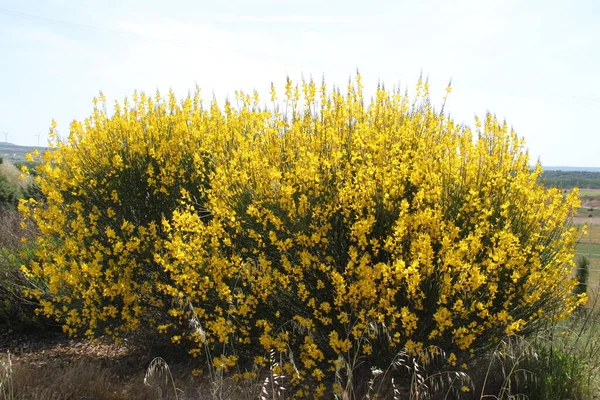 Yellow bushes in bloom in the fields of Castilla Leon, in Spain