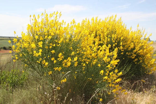 İspanya 'daki Castilla Leon tarlalarında çiçek açan sarı çalılar.