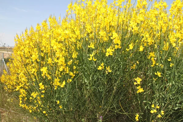 İspanya 'daki Castilla Leon tarlalarında çiçek açan sarı çalılar.