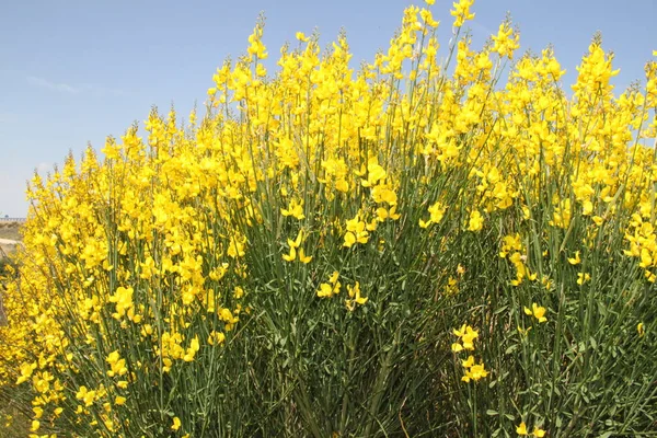 Yellow bushes in bloom in the fields of Castilla Leon, in Spain