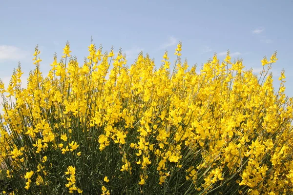 İspanya 'daki Castilla Leon tarlalarında çiçek açan sarı çalılar.