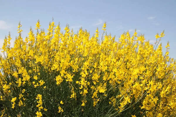 İspanya 'daki Castilla Leon tarlalarında çiçek açan sarı çalılar.