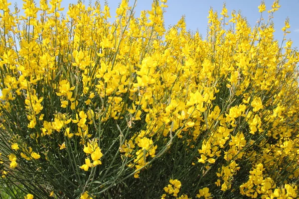 Yellow bushes in bloom in the fields of Castilla Leon, in Spain