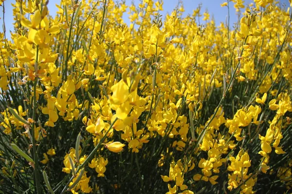 İspanya 'daki Castilla Leon tarlalarında çiçek açan sarı çalılar.