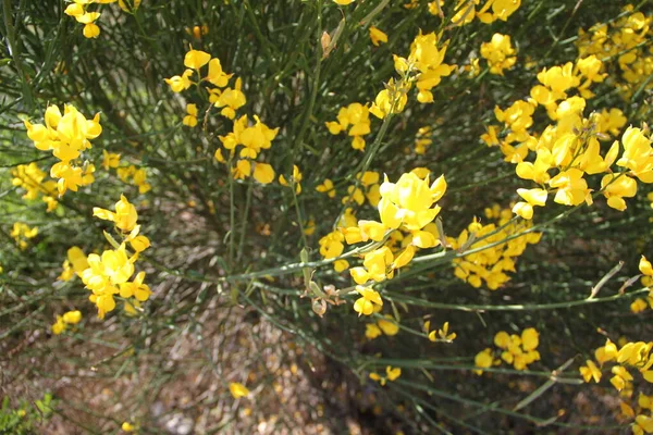 Κίτρινοι Θάμνοι Ανθίζουν Στα Χωράφια Της Καστίλης Λεόν Στην Ισπανία — Φωτογραφία Αρχείου