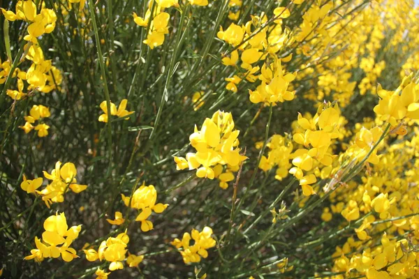 İspanya 'daki Castilla Leon tarlalarında çiçek açan sarı çalılar.