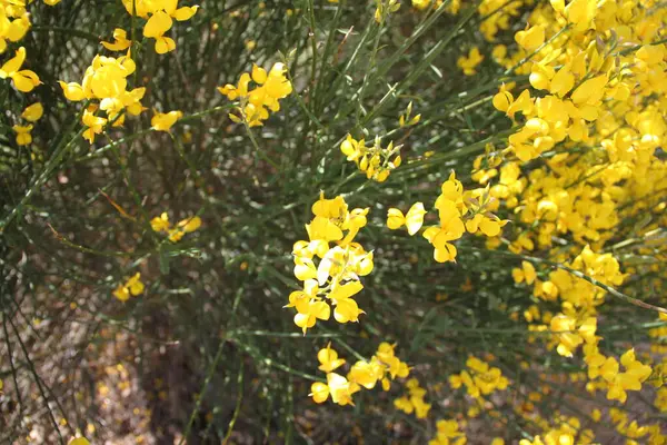 Yellow Bushes Bloom Fields Castilla Leon Spain — Stock Fotó