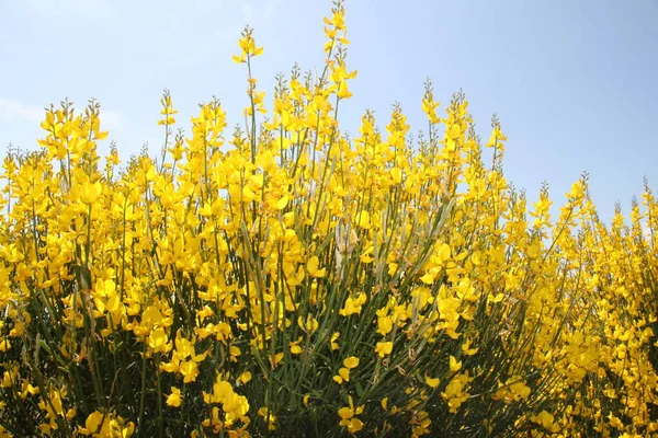 İspanya 'daki Castilla Leon tarlalarında çiçek açan sarı çalılar.