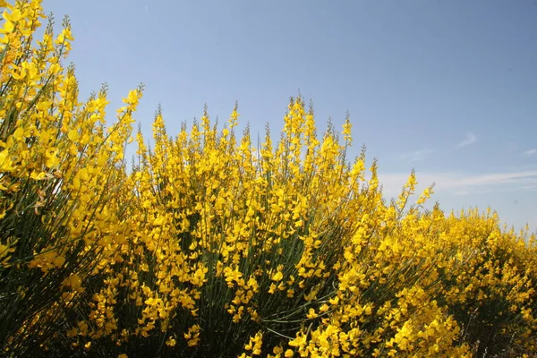 İspanya 'daki Castilla Leon tarlalarında çiçek açan sarı çalılar.