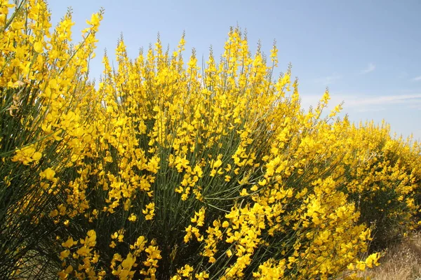 Yellow Bushes Bloom Fields Castilla Leon Spain — Stock Fotó