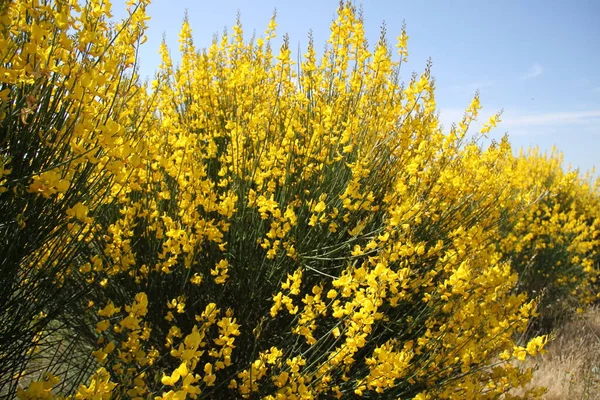 İspanya 'daki Castilla Leon tarlalarında çiçek açan sarı çalılar.