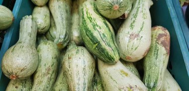 Yeşil kabak; kapsamlı sebzeler; çiftçi pazarından taze toplanmış yeşil kabak; yaz kıtlığı