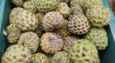 'Fruta do Conde ya da Pinha meyvesi' olarak bilinen egzotik Brezilya meyvesi. Bilimsel adı: Annona Squamosa.