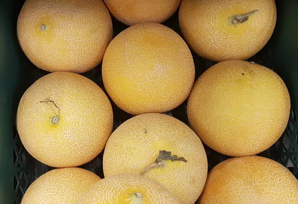 Melonen Zum Verkauf Auf Einem Markt — Stockfoto