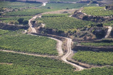 La Rioja İspanya 'da şarap üretimi için üzüm bağları