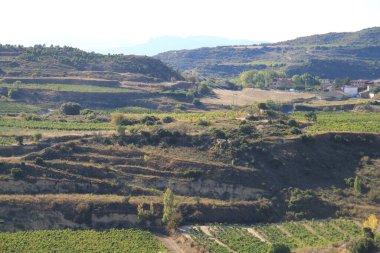 La Rioja İspanya 'da şarap üretimi için üzüm bağları