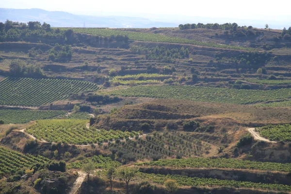 Rioja Spanya Şarap Üretimi Için Üzüm Bağları — Stok fotoğraf