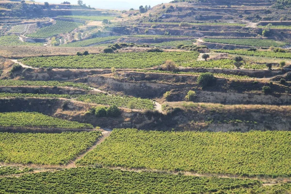 Weinfelder Für Die Weinproduktion Rioja Spanien — Stockfoto