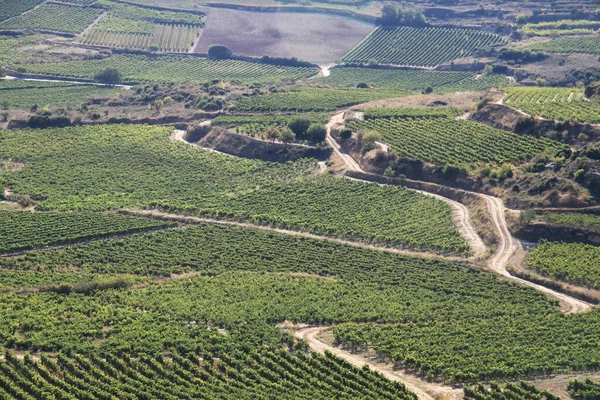 Vineyard Fields Wine Production Rioja Spain — Stock Photo, Image