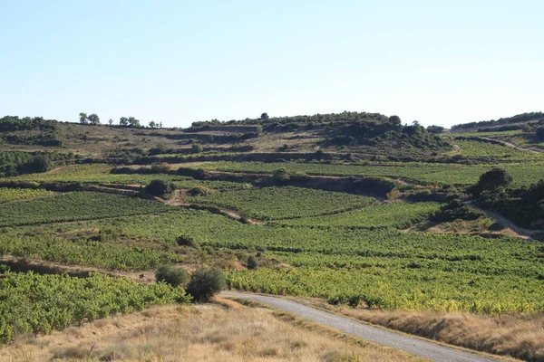 Vinhedos Para Produção Vinho Rioja Espanha — Fotografia de Stock