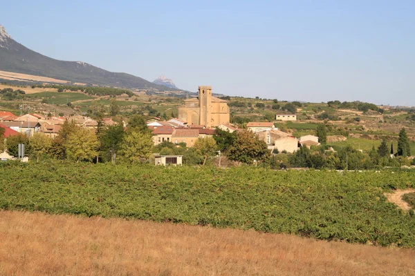Vineyard Fields Wine Production Rioja Spain — Foto Stock