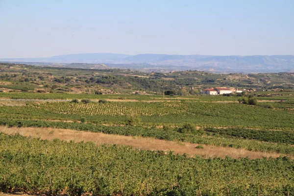 リオハ スペインのワイン生産のためのブドウ畑 — ストック写真
