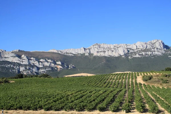 Vineyard Fields Wine Production Rioja Spain — стоковое фото