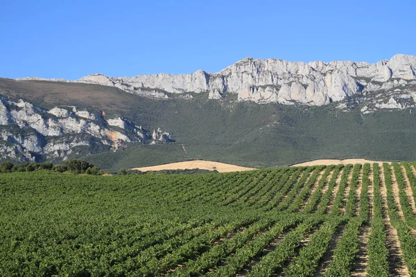 Rioja Spanya Şarap Üretimi Için Üzüm Bağları — Stok fotoğraf