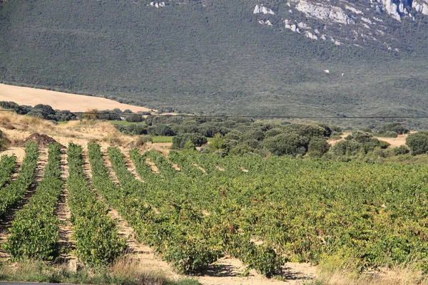 Vineyard Fields Wine Production Rioja Spain — стоковое фото