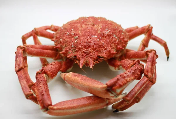 Cooked Seafood Spider Crab Estuary — Fotografia de Stock
