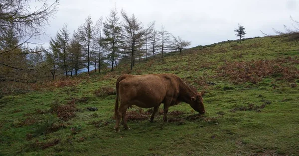 Image Cow Mount Ernio Rainy Day — стокове фото