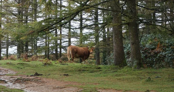 Imagen Una Vaca Monte Ernio Día Lluvioso —  Fotos de Stock