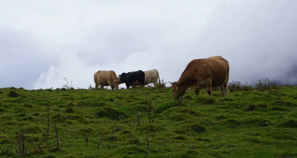 Imagen Una Vaca Monte Ernio Día Lluvioso —  Fotos de Stock