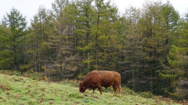 Imagen Una Vaca Monte Ernio Día Lluvioso —  Fotos de Stock