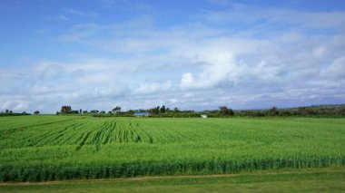 Kenya 'daki kırsal alanların bulanık görüntüsü, mavi gökyüzü ve beyaz bulutlu yeşil alanlar