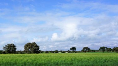 Kenya 'daki kırsal alanların bulanık görüntüsü, mavi gökyüzü ve beyaz bulutlu yeşil alanlar