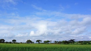 Kenya 'daki kırsal alanların bulanık görüntüsü, mavi gökyüzü ve beyaz bulutlu yeşil alanlar