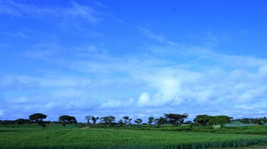 Kenya 'daki kırsal alanların bulanık görüntüsü, mavi gökyüzü ve beyaz bulutlu yeşil alanlar