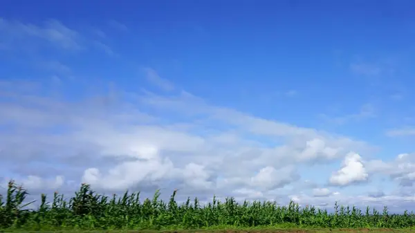 Imagen Borrosa Paisajes Rurales Kenia Campos Verdes Con Cielo Azul — Foto de Stock