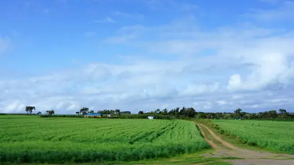 Размытое Изображение Сельских Пейзажей Кении Зеленые Поля Голубым Небом Белыми — стоковое фото