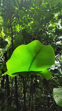 Doğa manzaraları Tom ve Principe