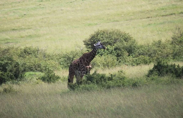 Giraffe Savanne Van Masai Mara Kenia Afrika — Stockfoto